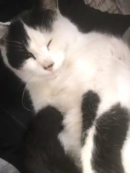 賀茂別雷神社の動物