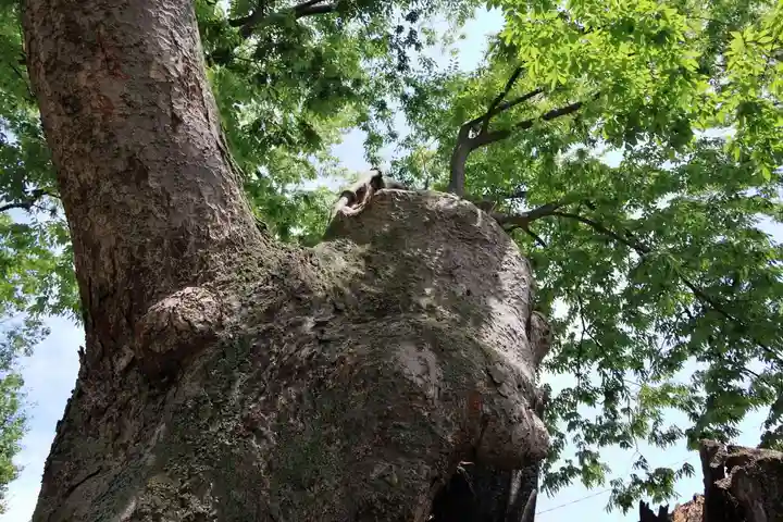 阿邪訶根神社の自然