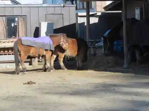 小室浅間神社の動物