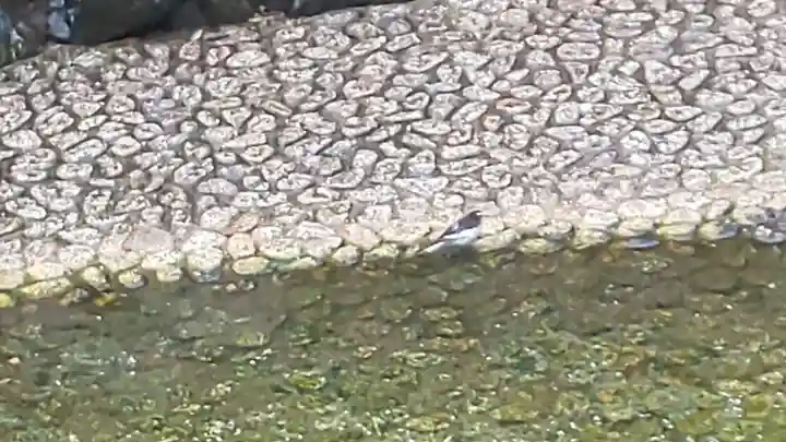 賀茂御祖神社(下鴨神社)の動物