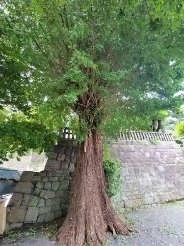 叶神社 (西叶神社)の自然