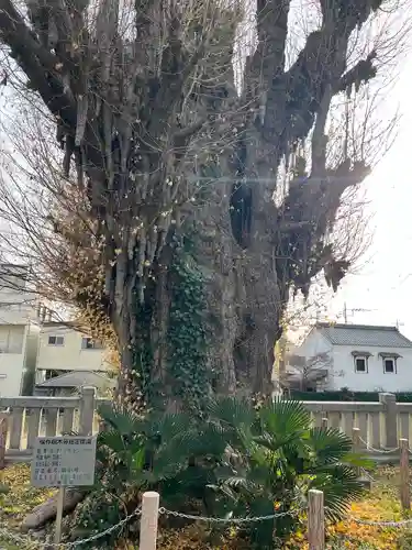 前橋八幡宮(群馬県)