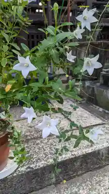 行願寺（革堂）(京都府)