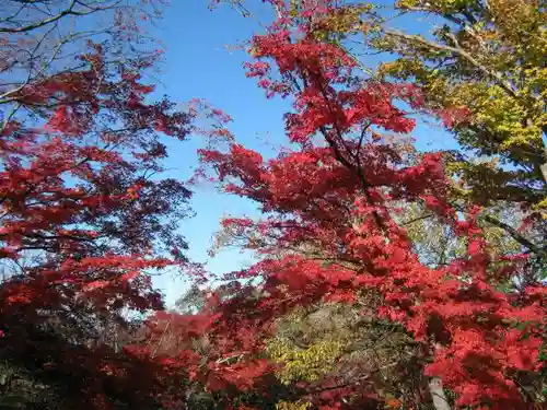 高尾山薬王院の自然