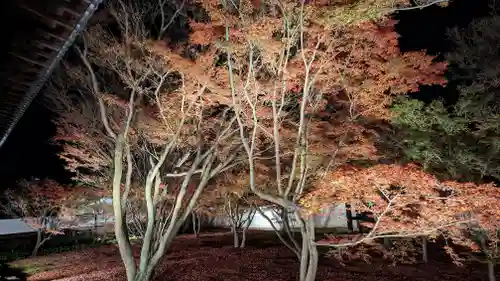 妙覺寺（妙覚寺）(京都府)