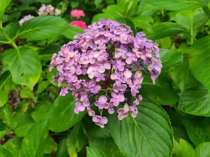 筥崎宮(福岡県)