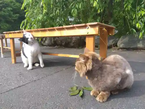 御誕生寺（猫寺）(福井県)