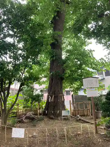 戸越八幡神社の自然