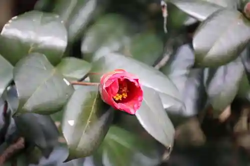 鹿島大神宮の自然