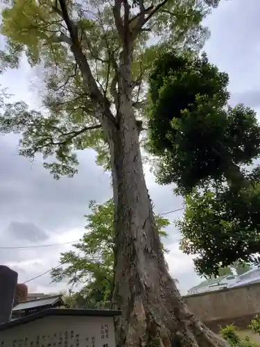 野木神社の自然