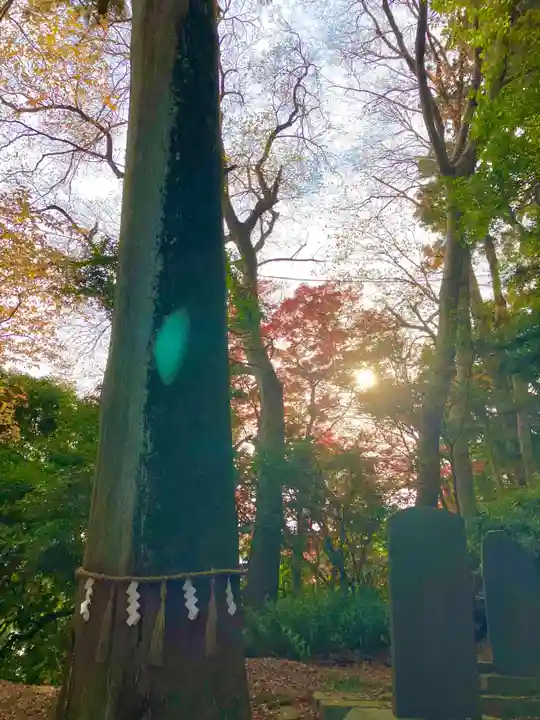 高瀧神社(千葉県)