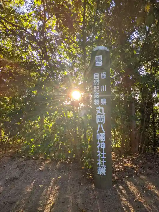 氷上八幡神社の自然