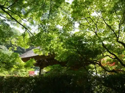 長壽寺（長寿寺）の自然