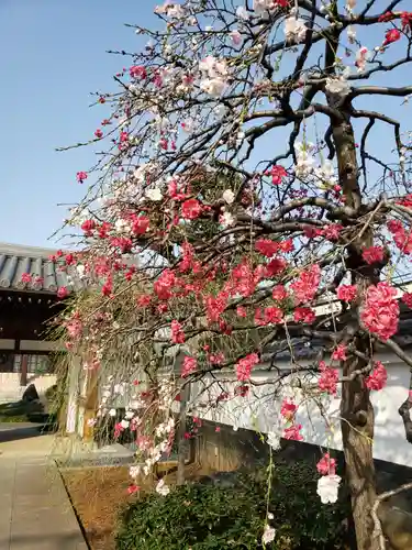 圓照寺(東京都)