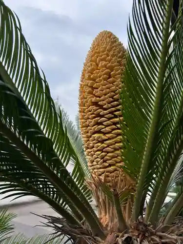 安用寺(愛知県)