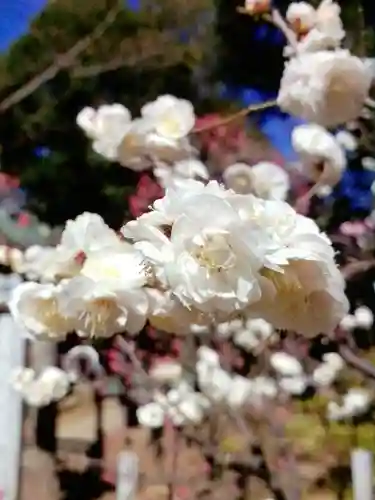 布多天神社(東京都)