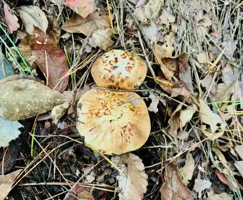 蚊里田八幡宮(長野県)