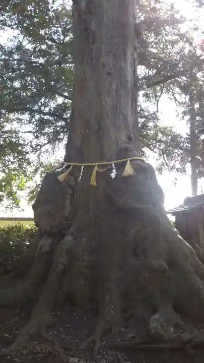 沓掛香取神社の自然