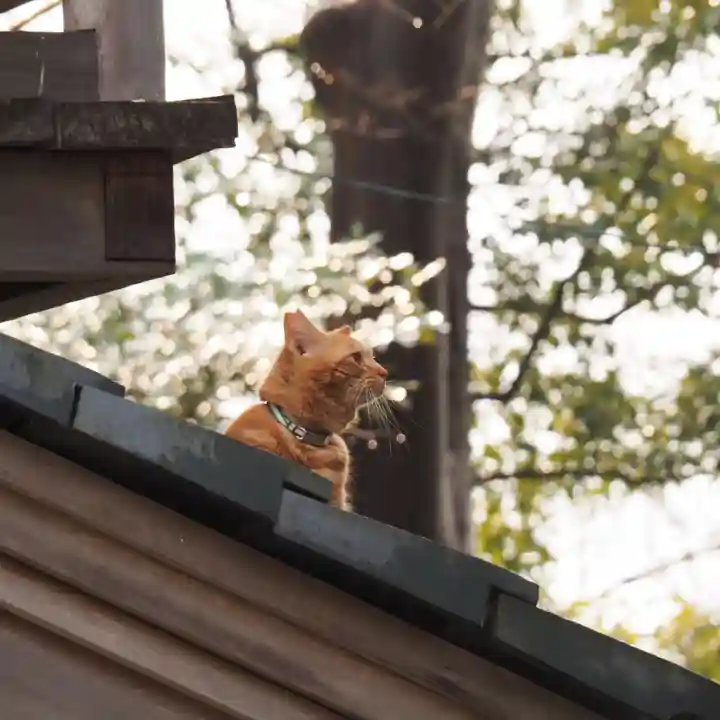 天王山 安楽寺(福井県)