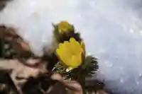 三春大神宮の自然