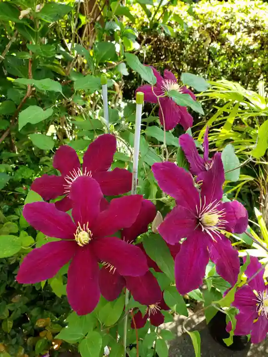 本郷氷川神社(東京都)