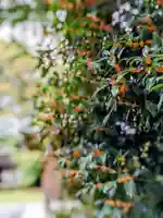 阿佐ヶ谷神明宮(東京都)