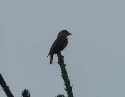 留辺蘂神社の動物