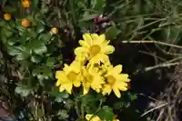 出雲大神宮の自然