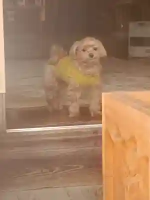 千代ケ岡八幡宮の動物