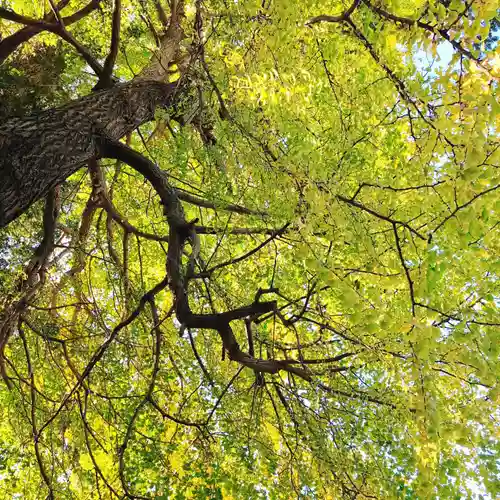 日枝神社（神大寺）(神奈川県)