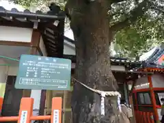 日枝神社の自然