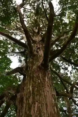 高峯神社(高知県)