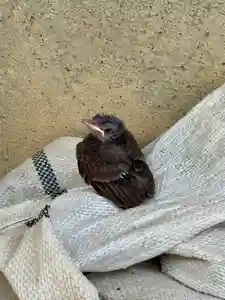 蚊里田八幡宮(長野県)(2025年08月03日(日) 14時34分06秒投稿)