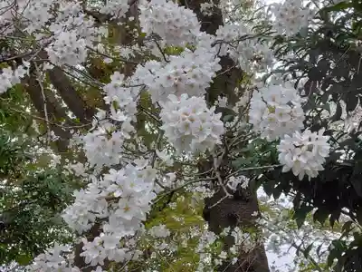 観音寺（世田谷山観音寺）(東京都)