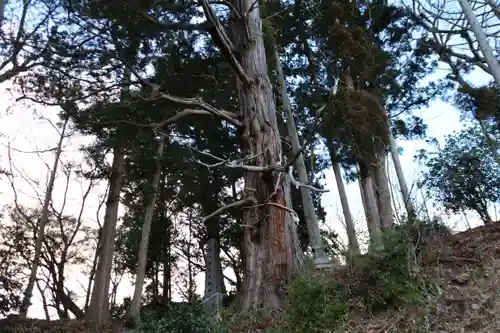 阿久津「田村神社」（郡山市阿久津町）旧社名：伊豆箱根三嶋三社の自然