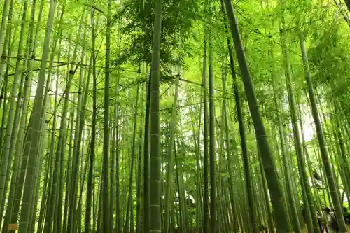報国寺(神奈川県)