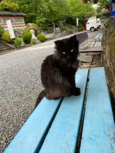 粉河産土神社（たのもしの宮）の動物