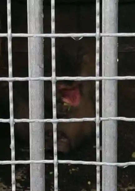 日吉大社の動物