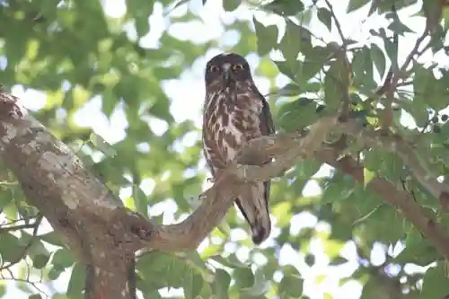 白山姫神社の動物