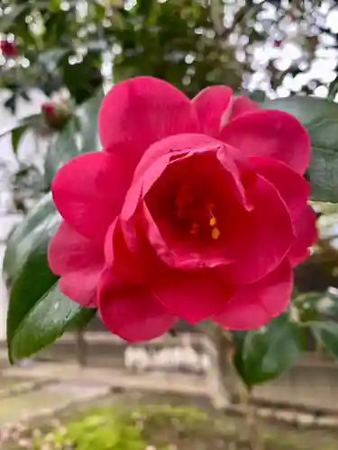 霊鑑寺門跡の自然