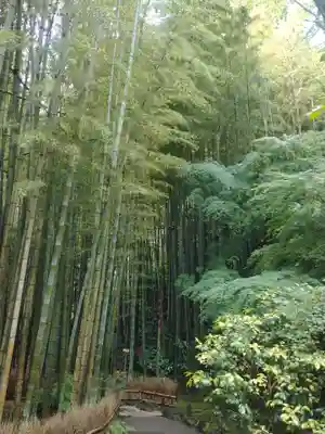 報国寺(神奈川県)