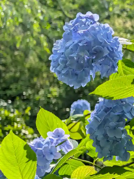 明月院(神奈川県)
