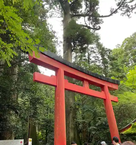 箱根神社の鳥居