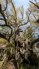 大山祇神社(愛媛県)