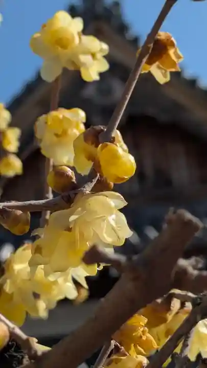 大松禅寺(京都府)