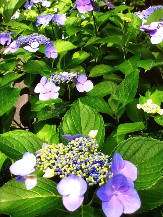 鳩森八幡神社(東京都)