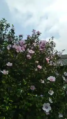 愛宕神社(隣接 三橋神社)の自然