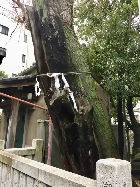江島杉山神社の自然