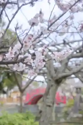 亀戸天神社(東京都)