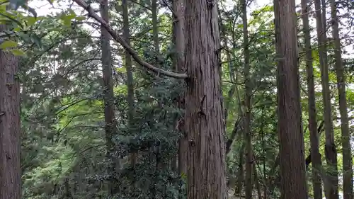 日枝神社の自然